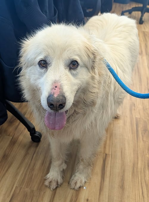 WILLIAM - Great Pyrenees available for adoption