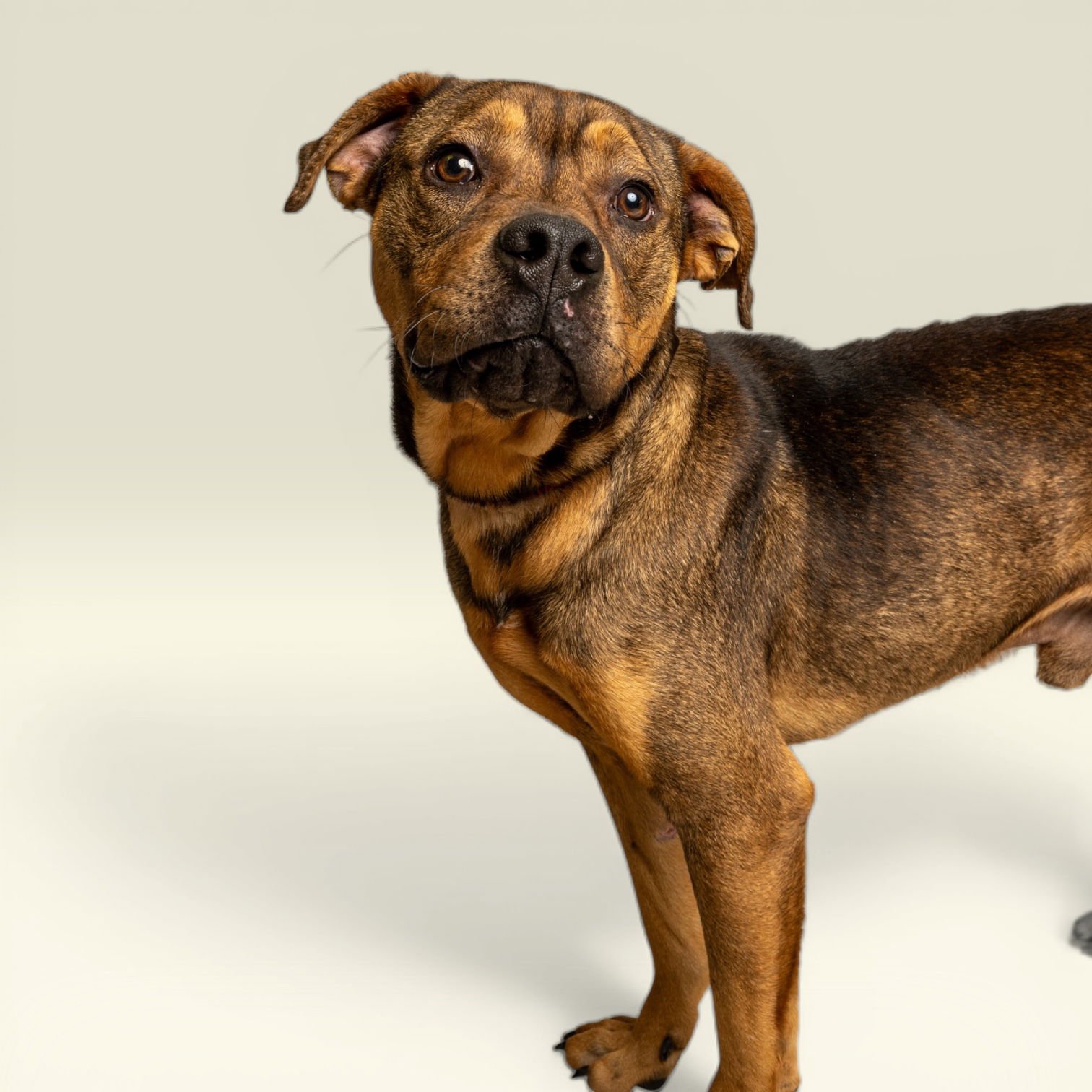 MURPHY - Rottweiler available for adoption
