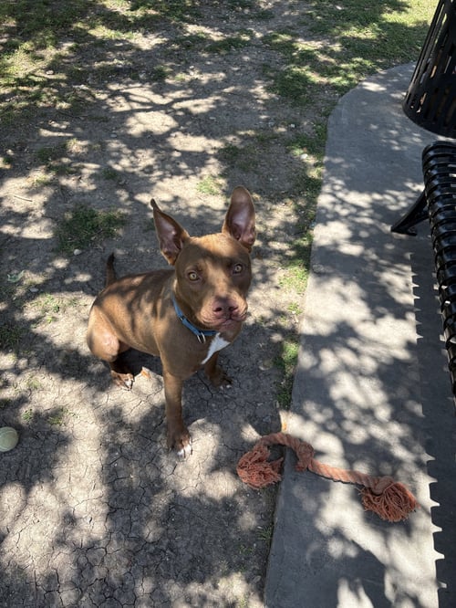 SABERTOOTH - Pit Bull Terrier / Labrador Retriever available for adoption