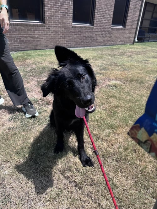 ARES - Labrador Retriever / German Shepherd Dog available for adoption