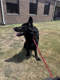 Ares - Photo 2