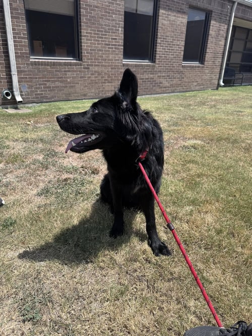ARES - Labrador Retriever / German Shepherd Dog available for adoption