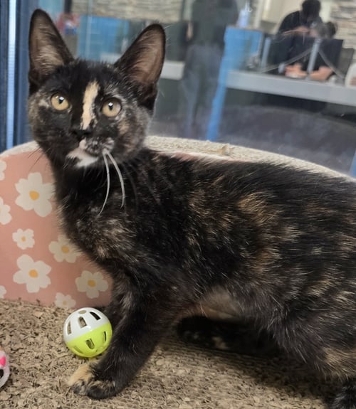 MUFFIN - Domestic Short Hair available for adoption