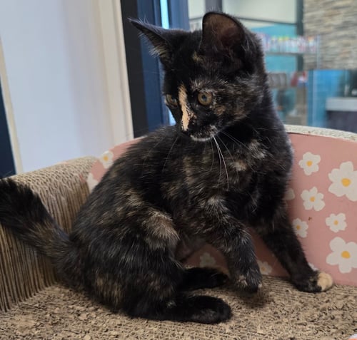 MUFFIN - Domestic Short Hair available for adoption