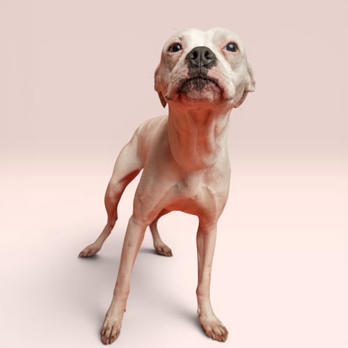 NOLAN - Boxer available for adoption