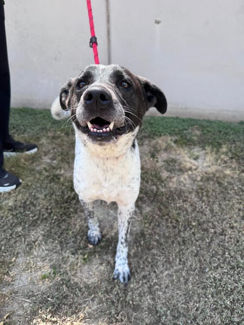 CRONA - Labrador Retriever available for adoption