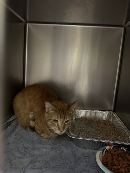 MICHAEL B JORDAN - Domestic Short Hair available for adoption