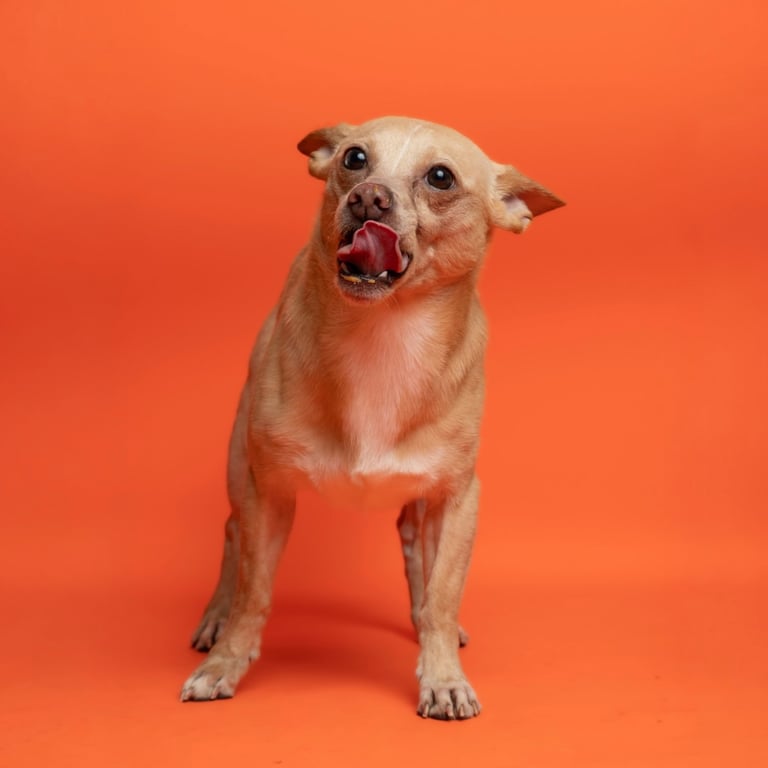 Buddy Image