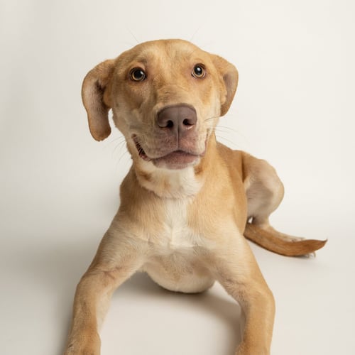LEONA - Labrador Retriever available for adoption