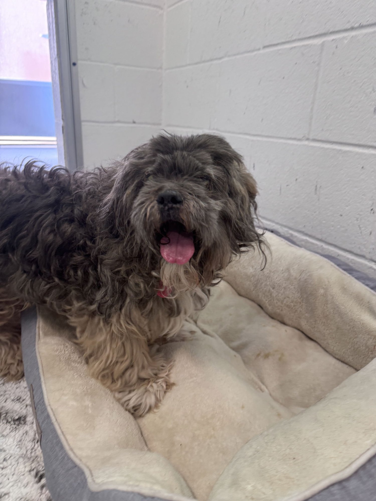 NOEL **RESCUE ONLY** - Lhasa Apso available for adoption