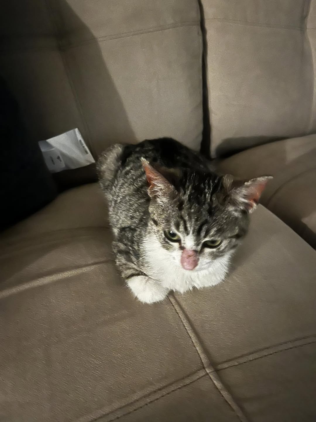 BUG - Domestic Short Hair available for adoption