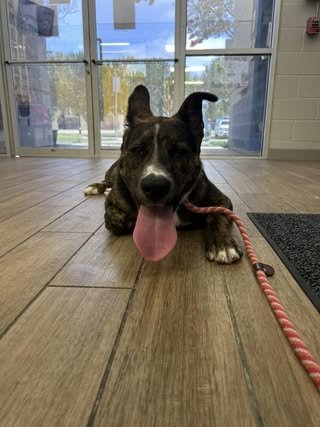 ROBIN - Shepherd for adoption in Mesquite