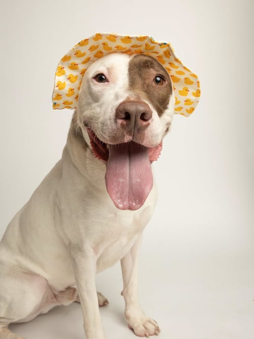 TUCKER - Bull Terrier available for adoption