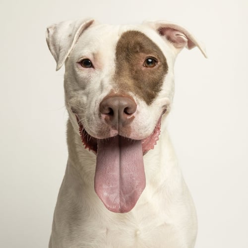 TUCKER - Bull Terrier available for adoption