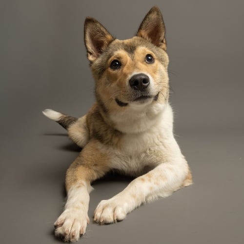 DINGO - Husky available for adoption