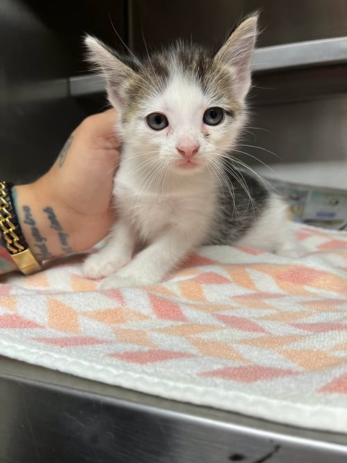 MOON - Domestic Short Hair available for adoption