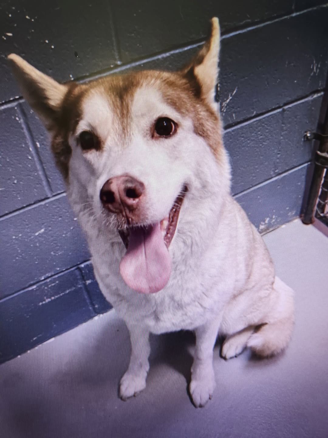 SASHA - Husky available for adoption