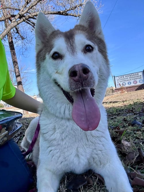 SASHA - Husky available for adoption