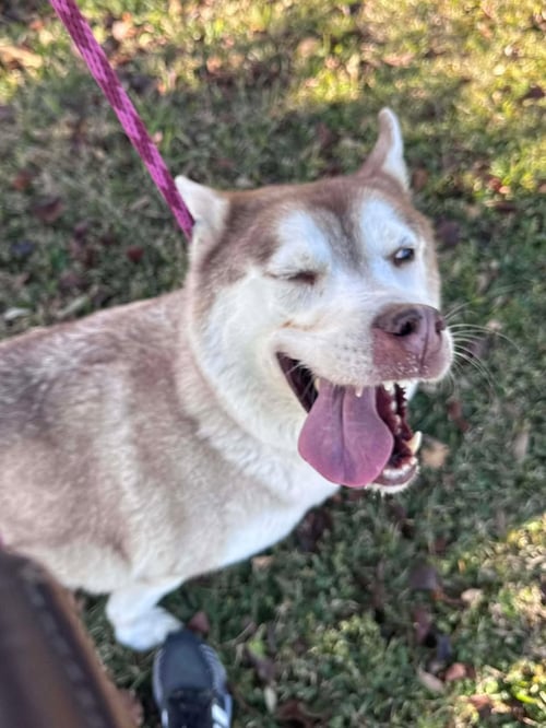 SASHA - Husky available for adoption