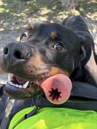 Maximus - Photo 1