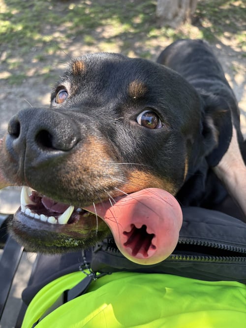 MAXIMUS - Rottweiler available for adoption
