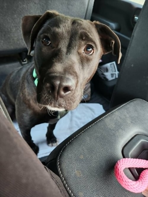 CHER - Labrador Retriever available for adoption