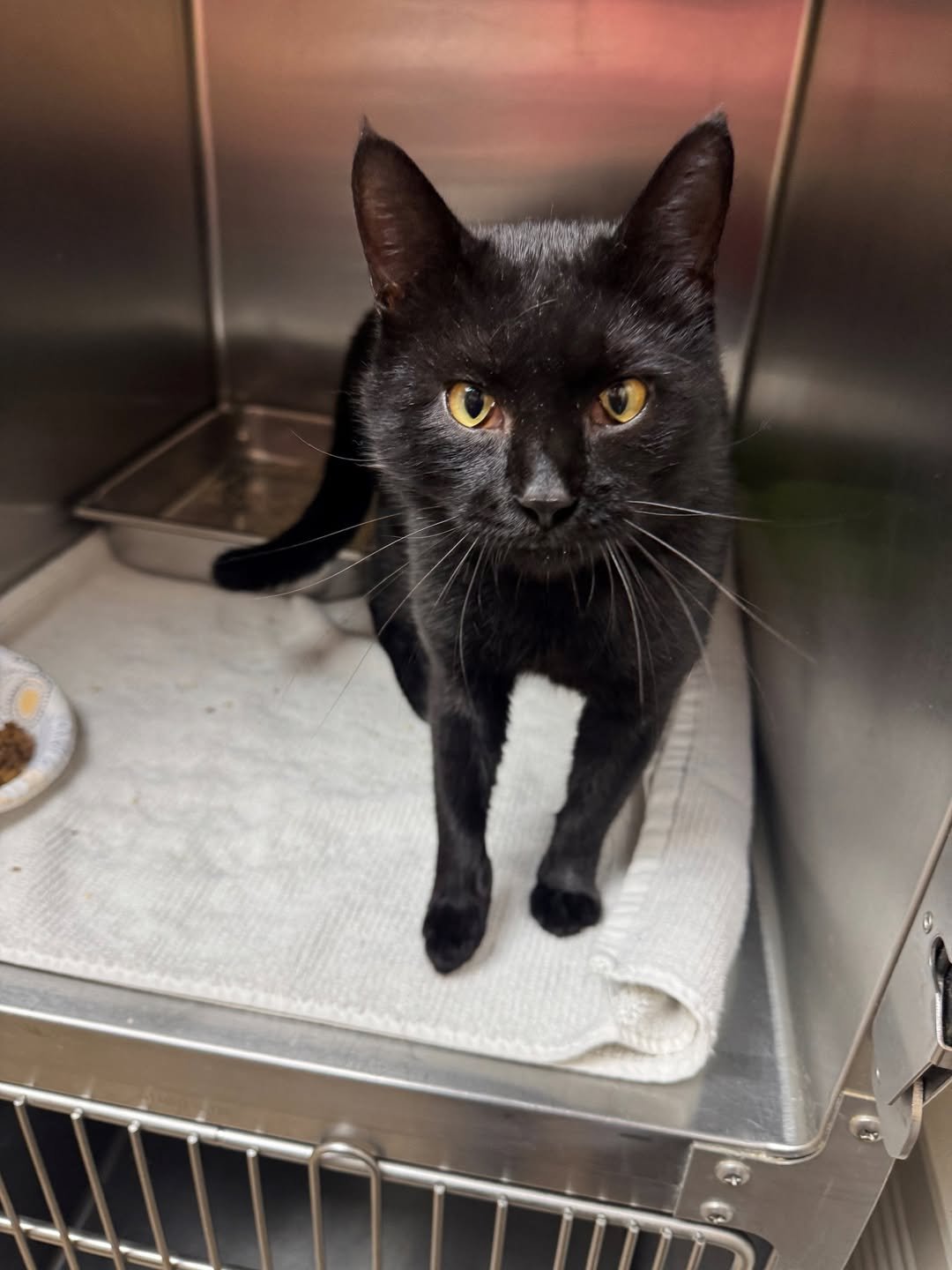 MICK - Domestic Short Hair available for adoption