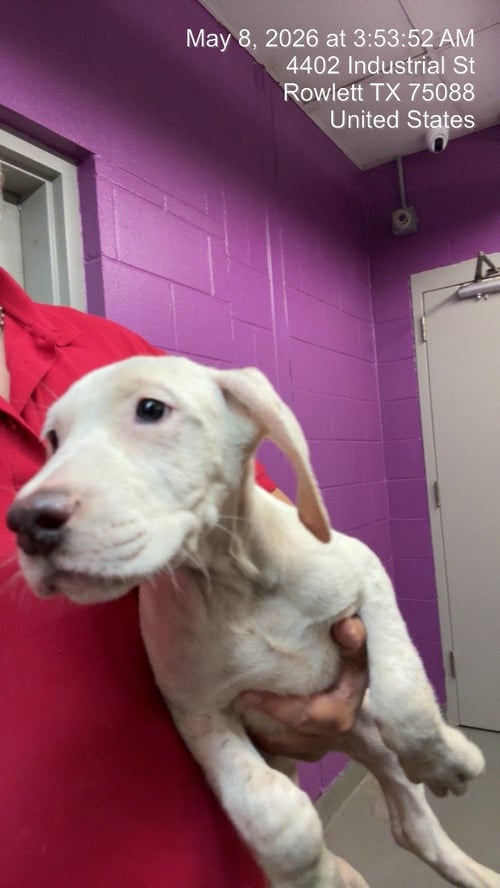 PAUL WILLIAMS - Dogo Argentino / Border Collie available for adoption