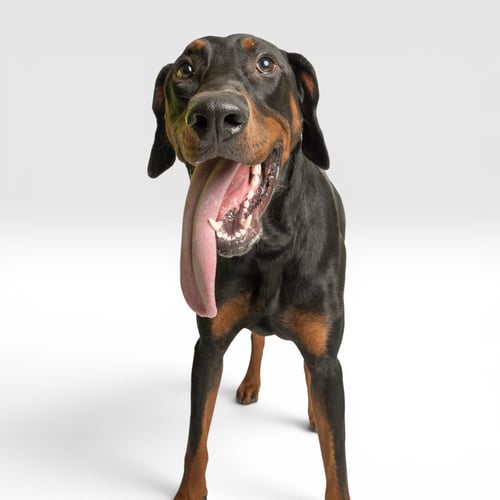 ROMEO - Doberman Pinscher available for adoption