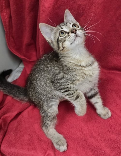CHERRY LIMEADE - Domestic Short Hair available for adoption