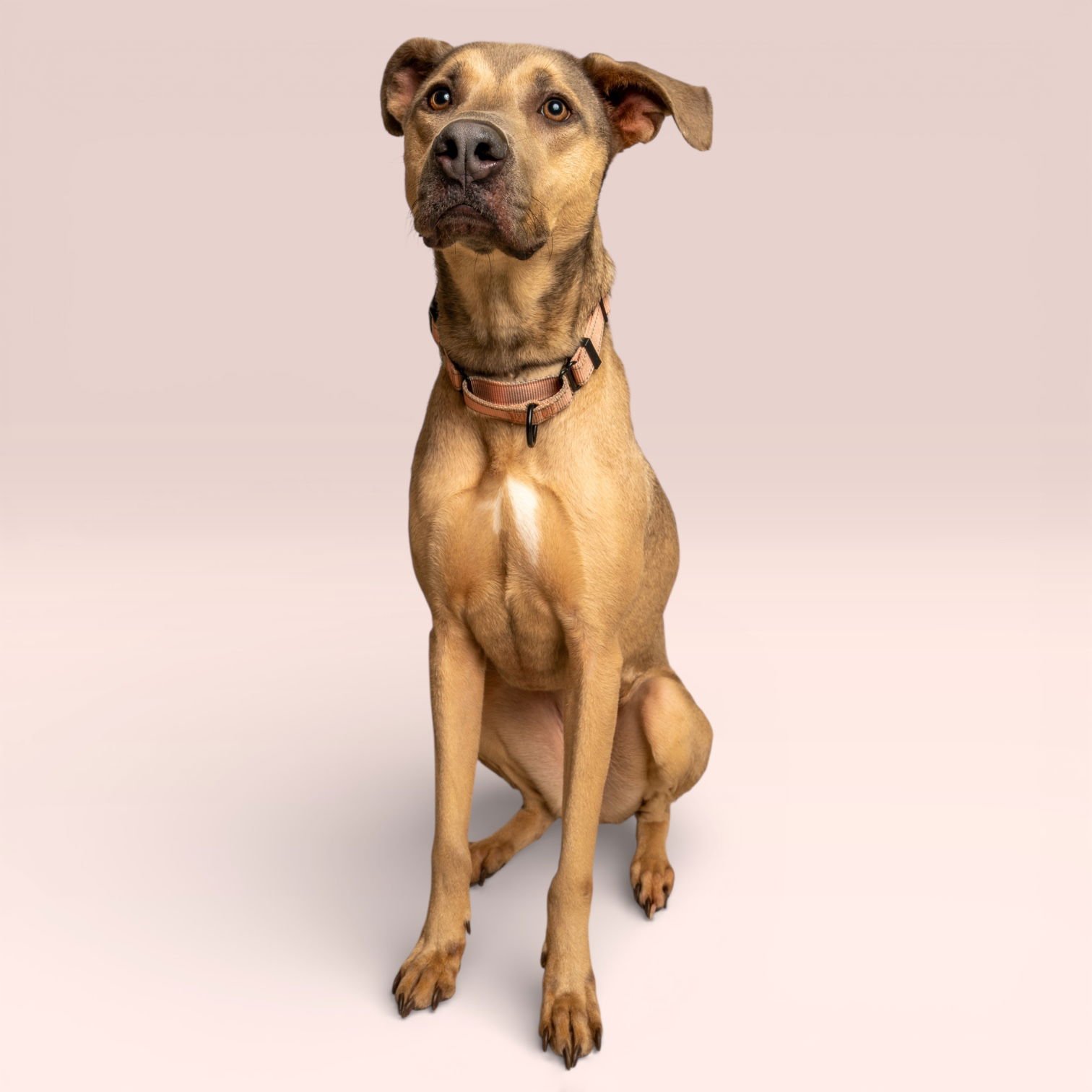 NALA - Redbone Coonhound for adoption in Mesquite