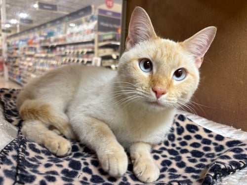 POPCORN - Siamese available for adoption