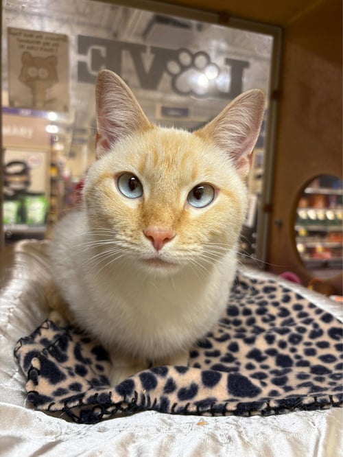 POPCORN - Siamese available for adoption