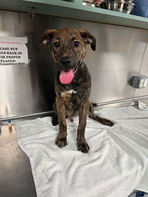 ELIJAH - Plott Hound available for adoption