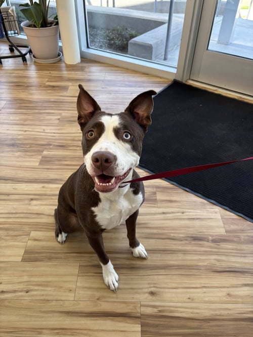 BABY (LUNA) - Pit Bull Terrier / Husky available for adoption