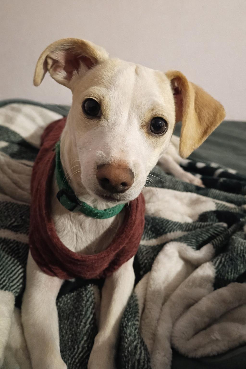 SEYMOUR - Chihuahua available for adoption