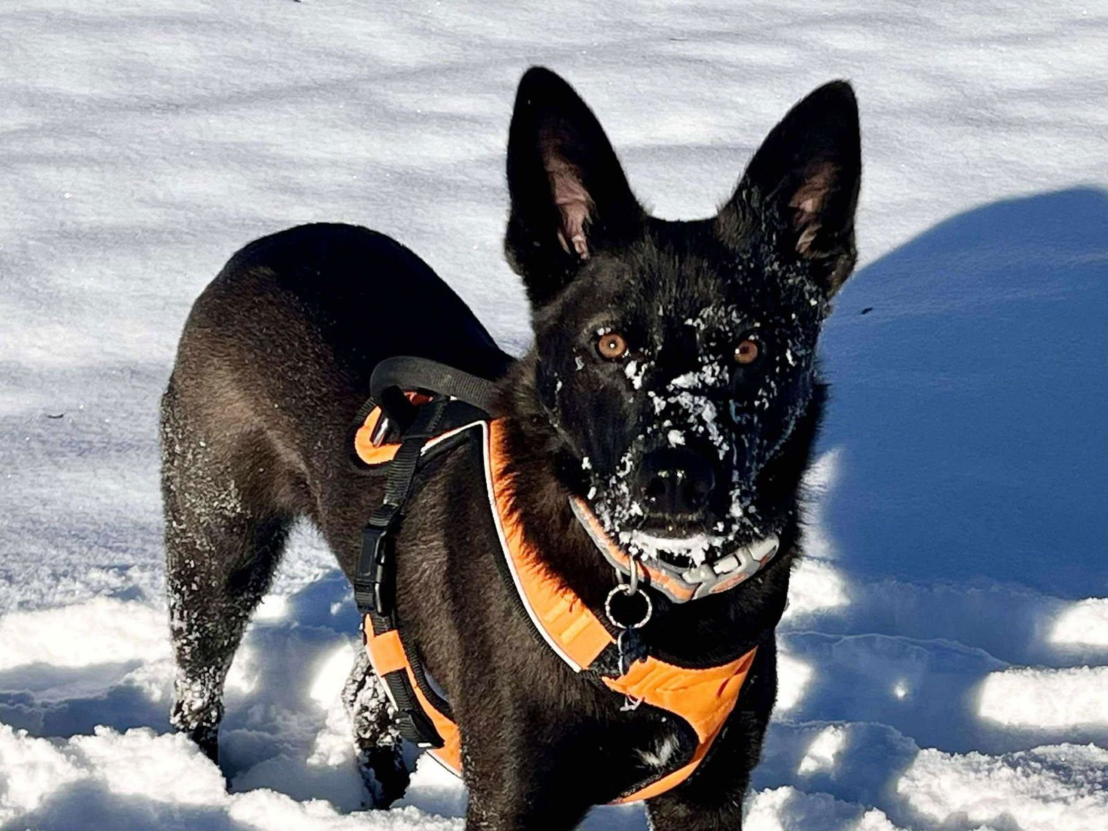 BENNIE - German Shepherd Dog available for adoption