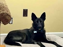 BENNIE - German Shepherd Dog available for adoption