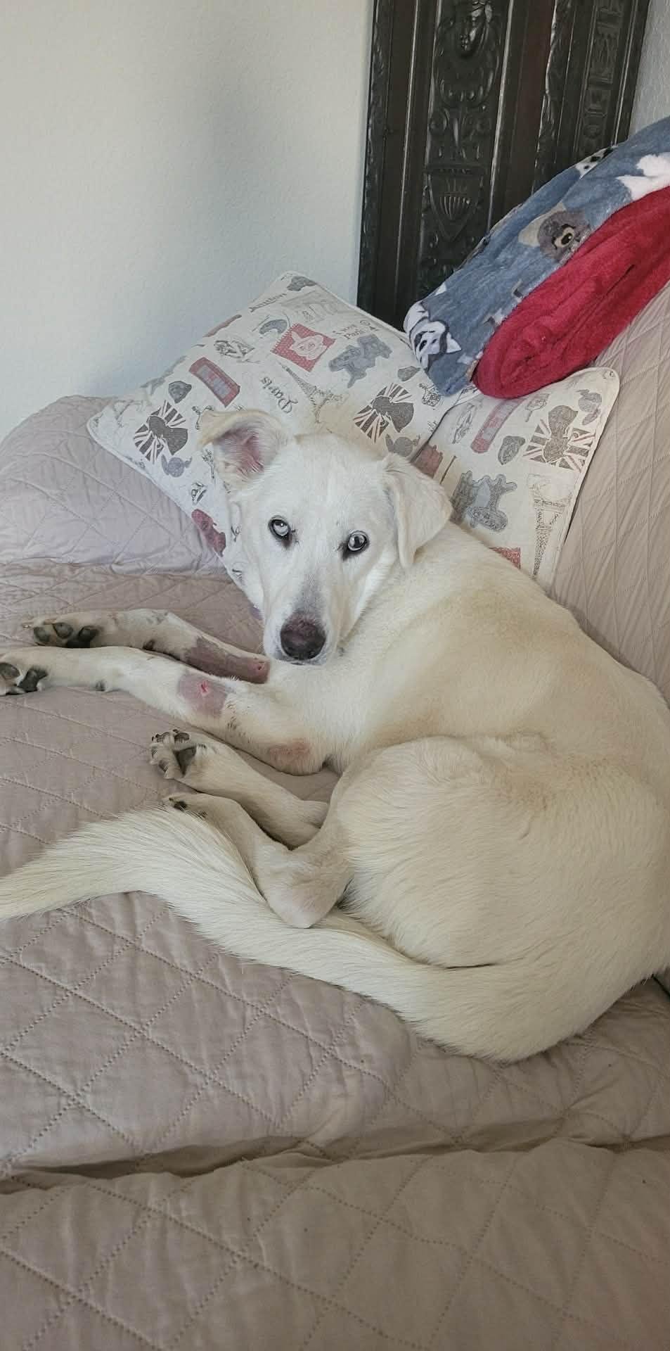 NOELLE - Shepherd / Labrador Retriever available for adoption