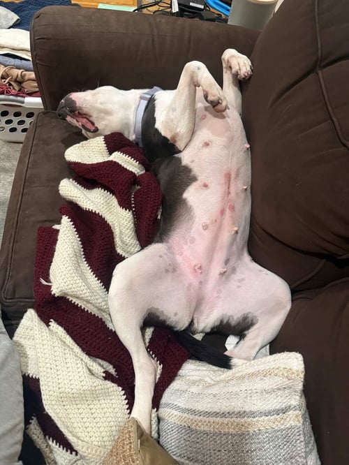FELICITY - Pit Bull Terrier available for adoption