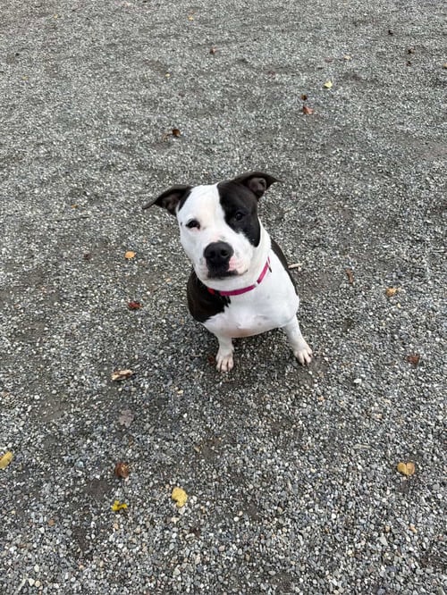 FELICITY - Pit Bull Terrier available for adoption