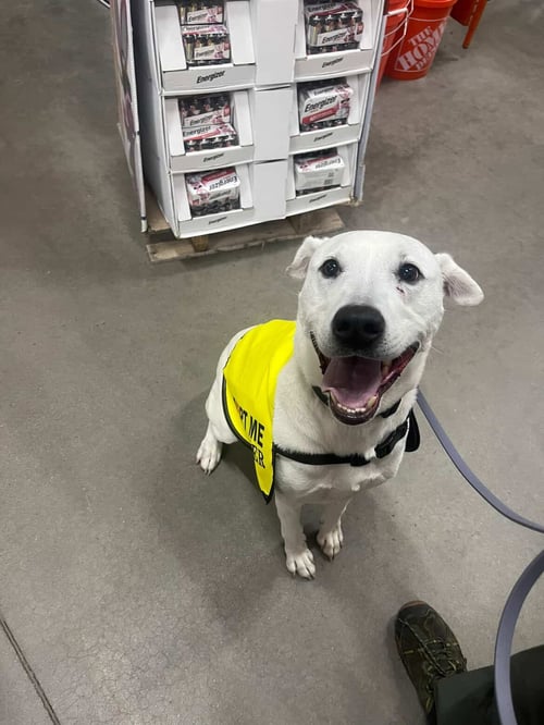 BAILEY - Foxhound / Chow Chow available for adoption