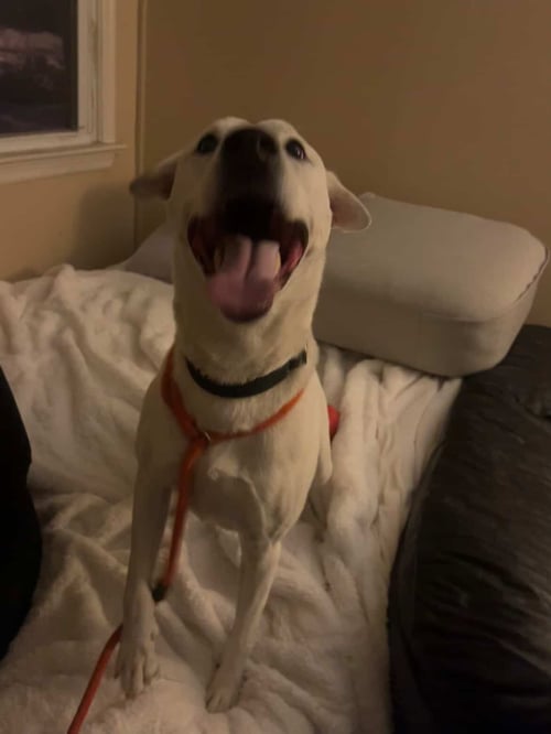 BAILEY - Foxhound / Chow Chow available for adoption