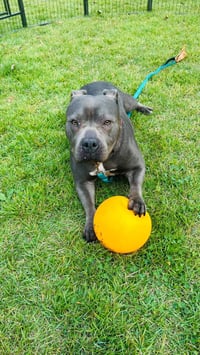 Sheba - Photo 5