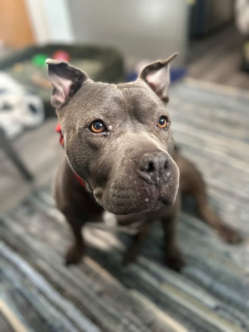 SHEBA - Pit Bull Terrier available for adoption