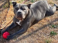 Sheba - Photo 3