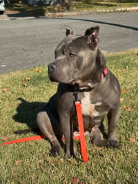 Sheba - Photo 2