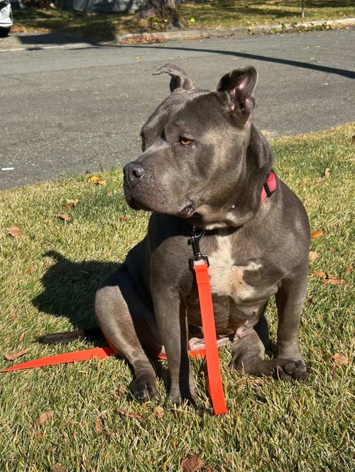 SHEBA - Pit Bull Terrier available for adoption