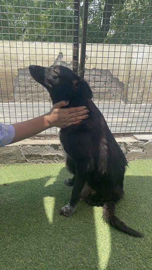 COLA - Labrador Retriever available for adoption