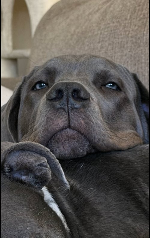 IVY - Cane Corso Mastiff / Neapolitan Mastiff available for adoption